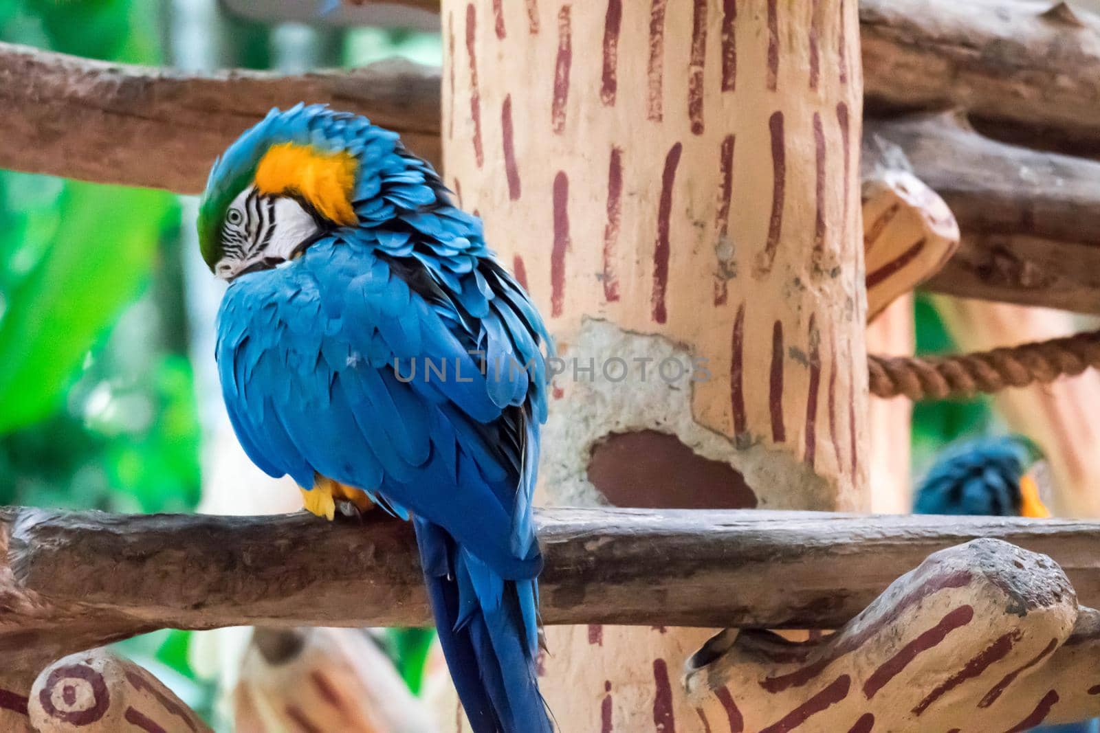 The Blue macaw called Blue throated macaw on perch