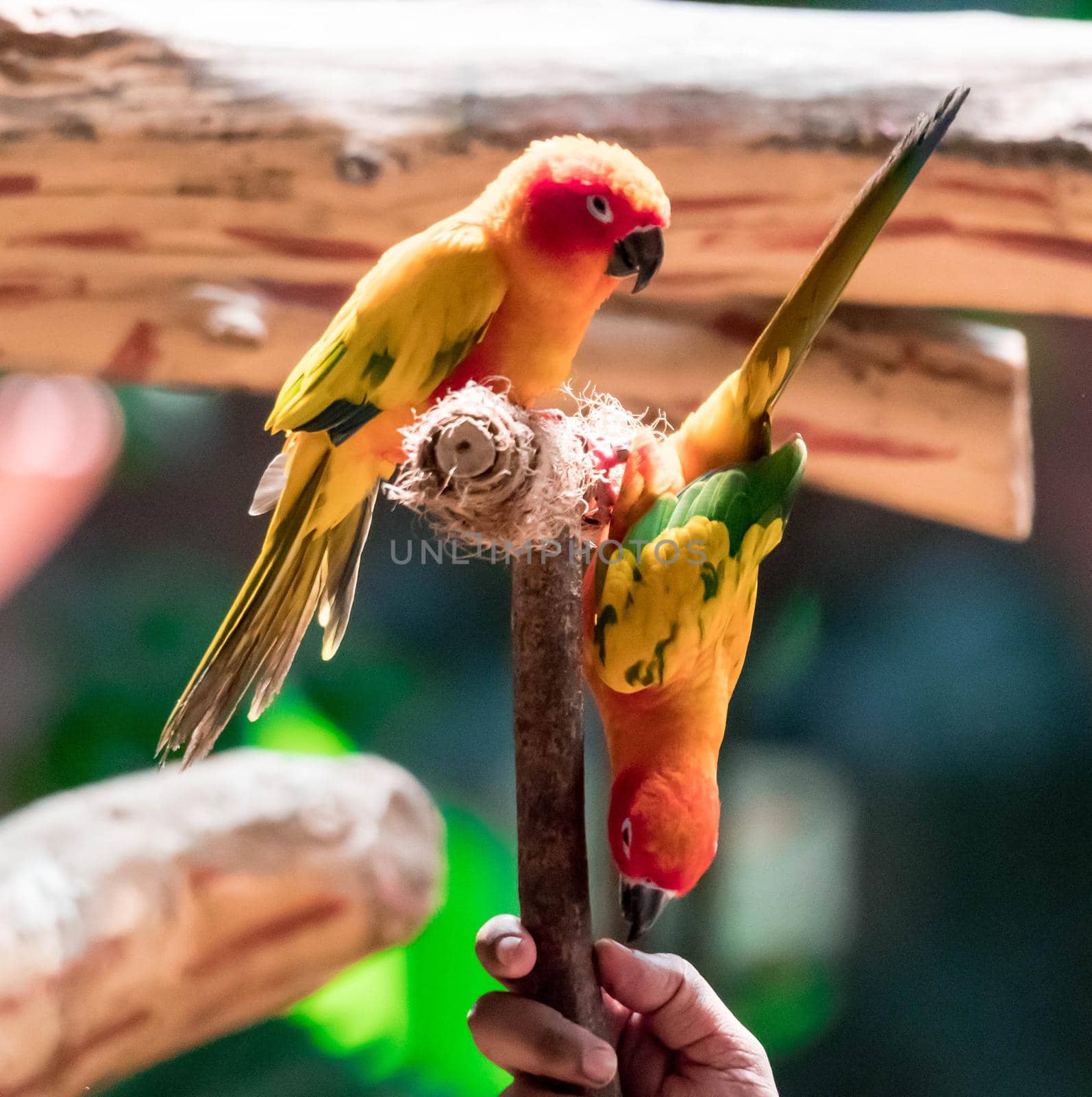 Beautiful parrot, Sun Conure on tree branch with a hand holding
