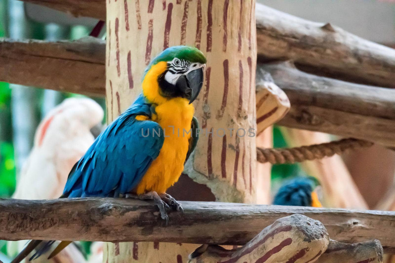 The Blue macaw called Blue throated macaw on perch