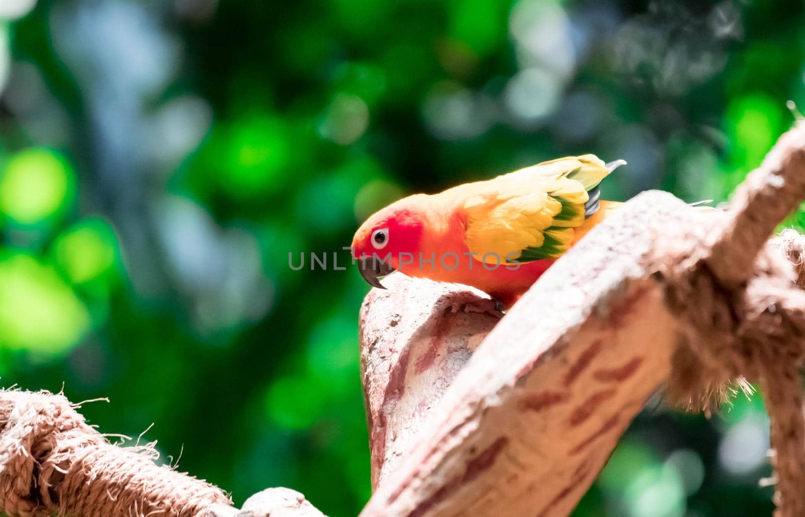 The Beautiful parrot, Sun Conure on tree branch
