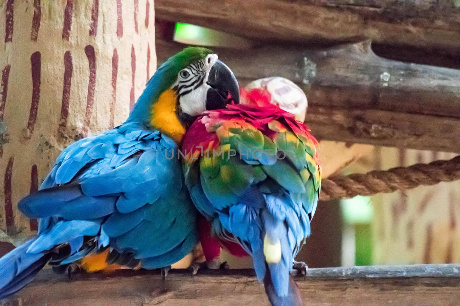 The Blue macaw called Blue throated macaw on perch