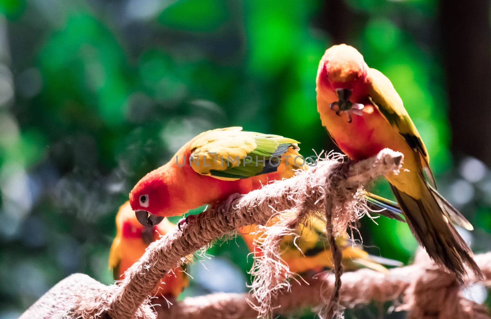 Beautiful parrots, Sun Conure on tree branch with a hand holding