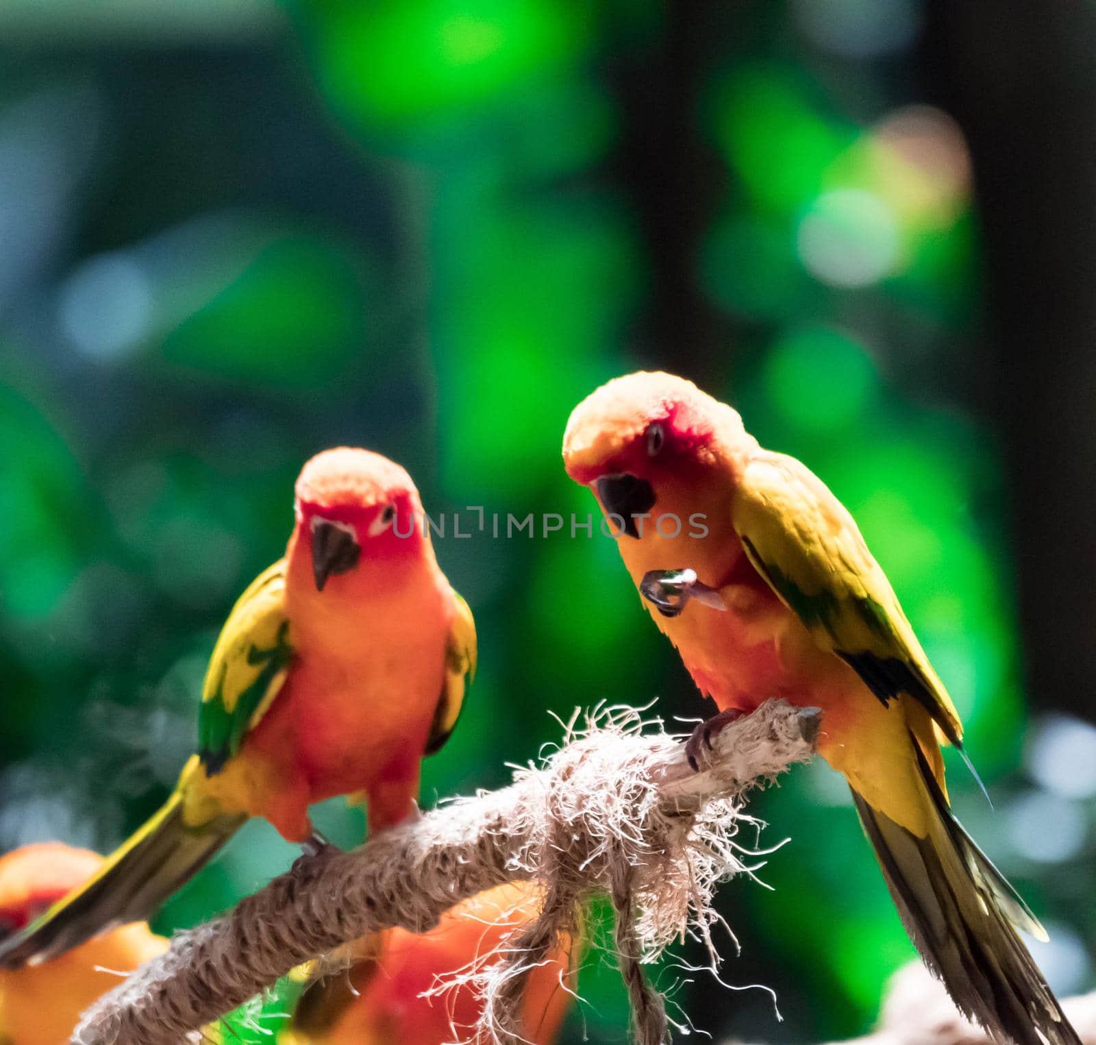 Beautiful parrots, Sun Conure on tree branchs