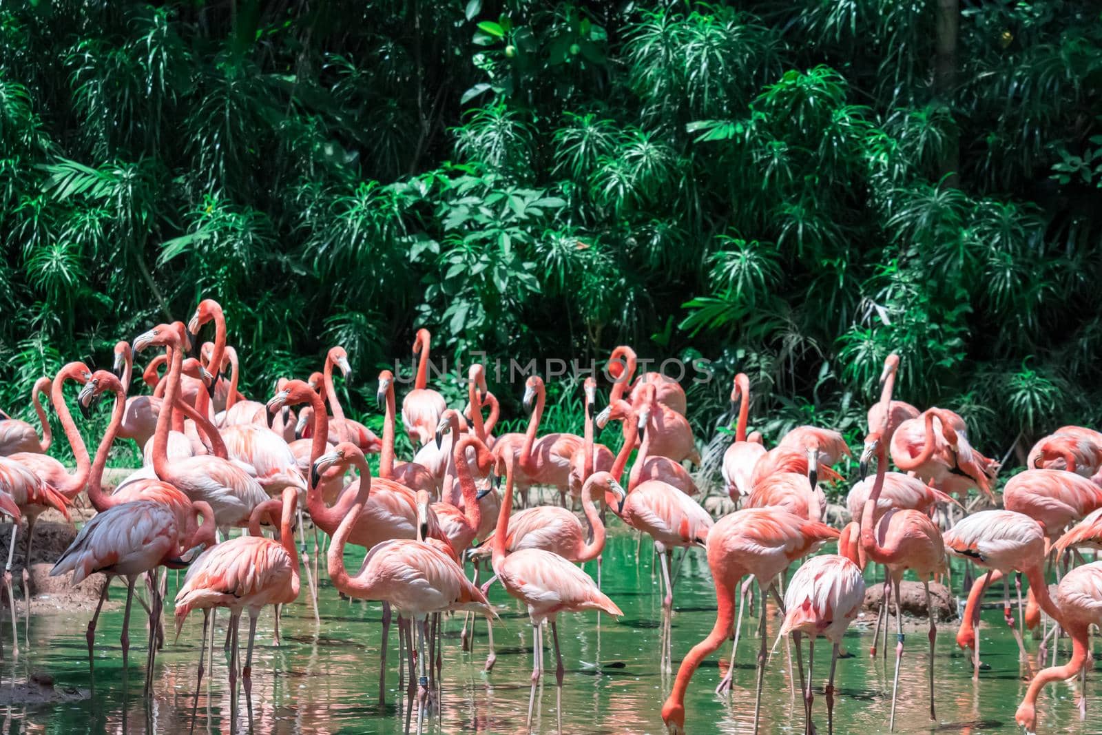 A Flock of Pink Caribbean flamingos in water