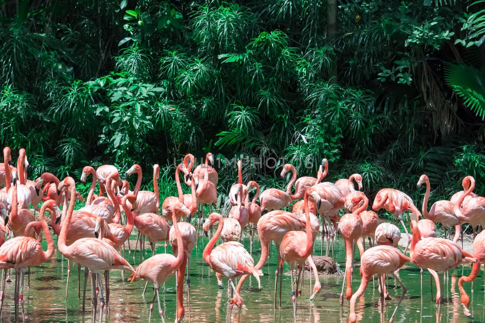 A Flock of Pink Caribbean flamingos in water