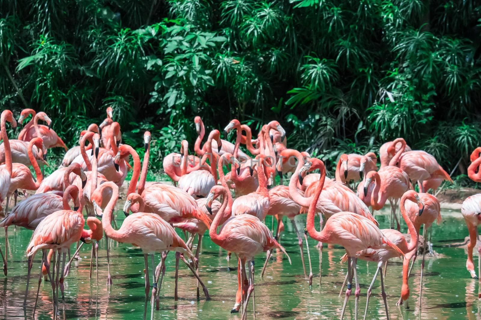 A Flock of Pink Caribbean flamingos in water