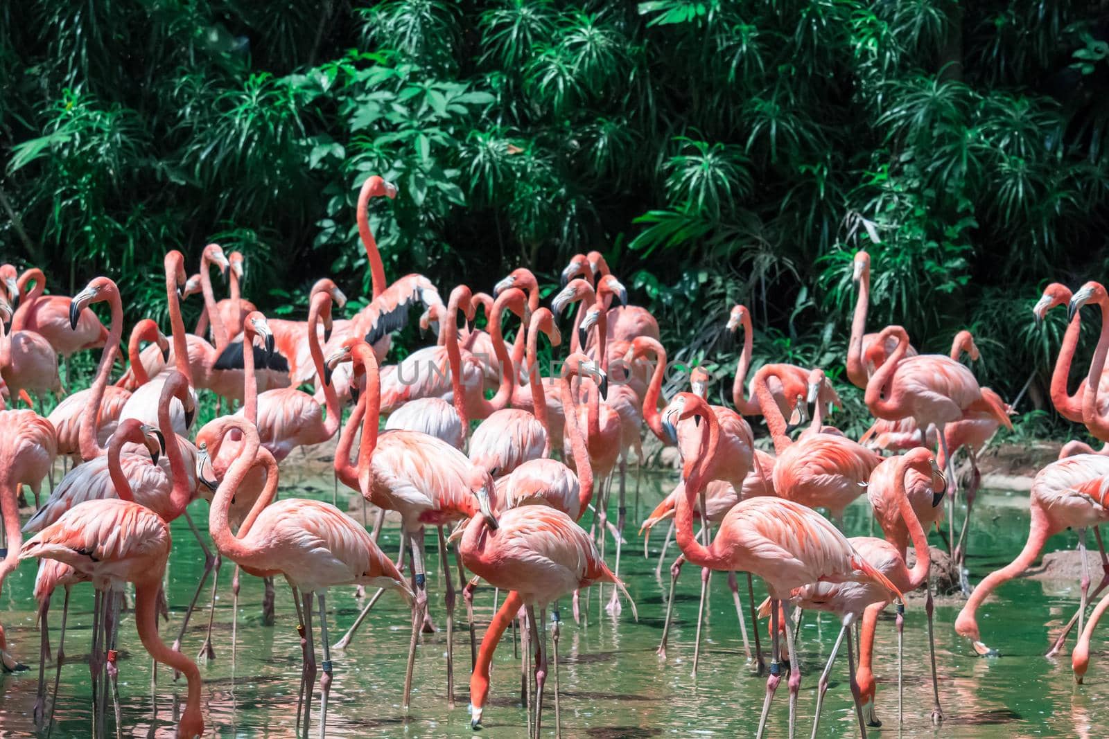 A Flock of Pink Caribbean flamingos in water