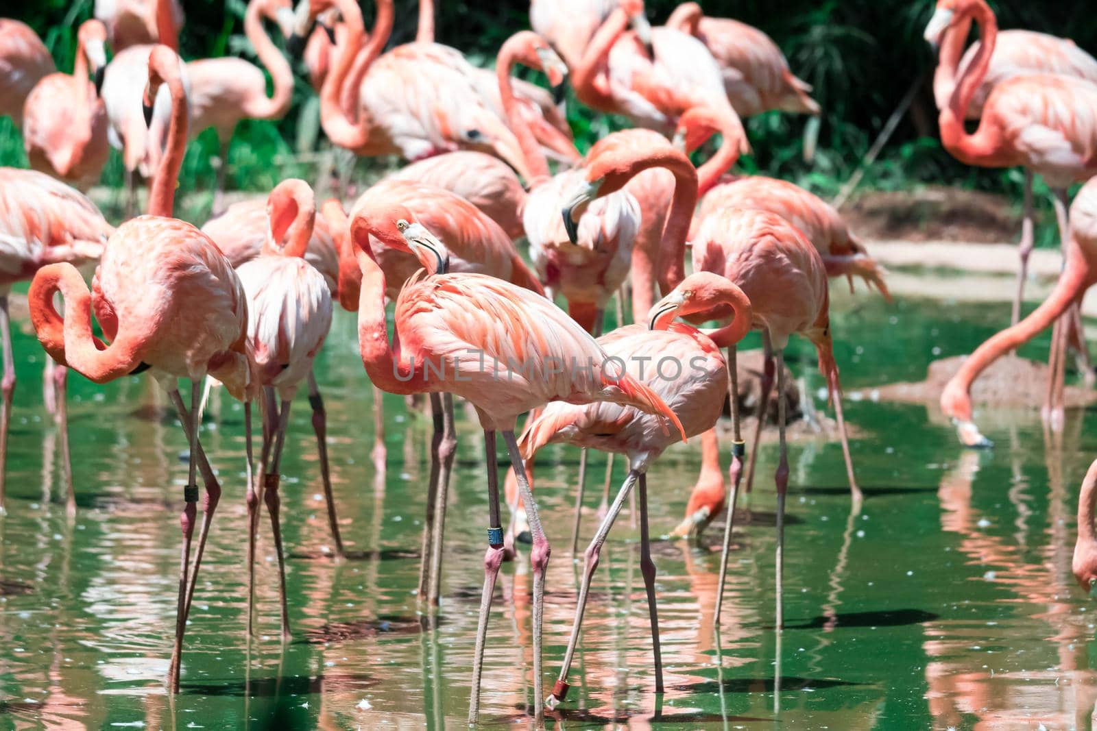 Flock of greater flamingos or Caribbean Flamingo (Phoenicopterus roseus)