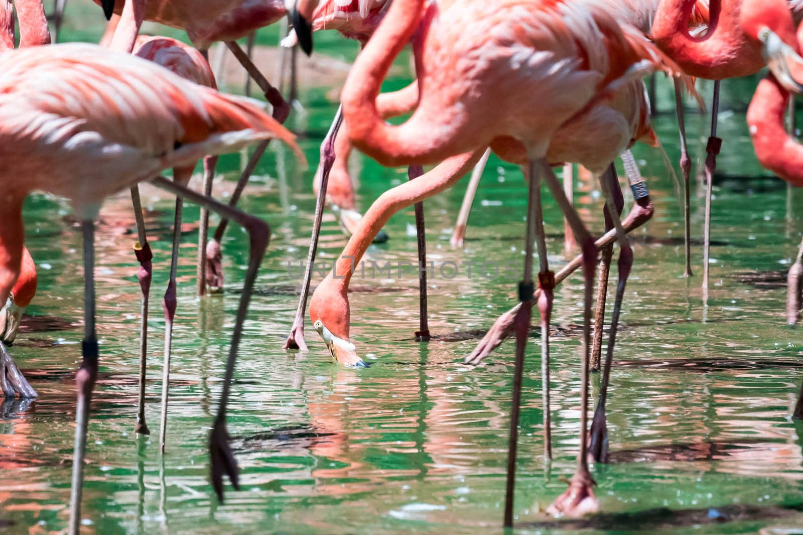 Flock of greater flamingos or Caribbean Flamingo (Phoenicopterus roseus)