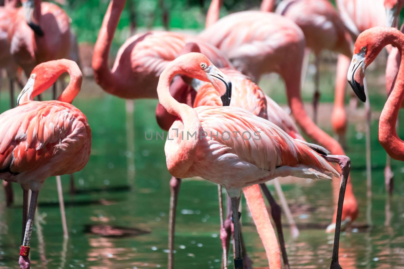 Flock of greater flamingos or Caribbean Flamingo (Phoenicopterus roseus)