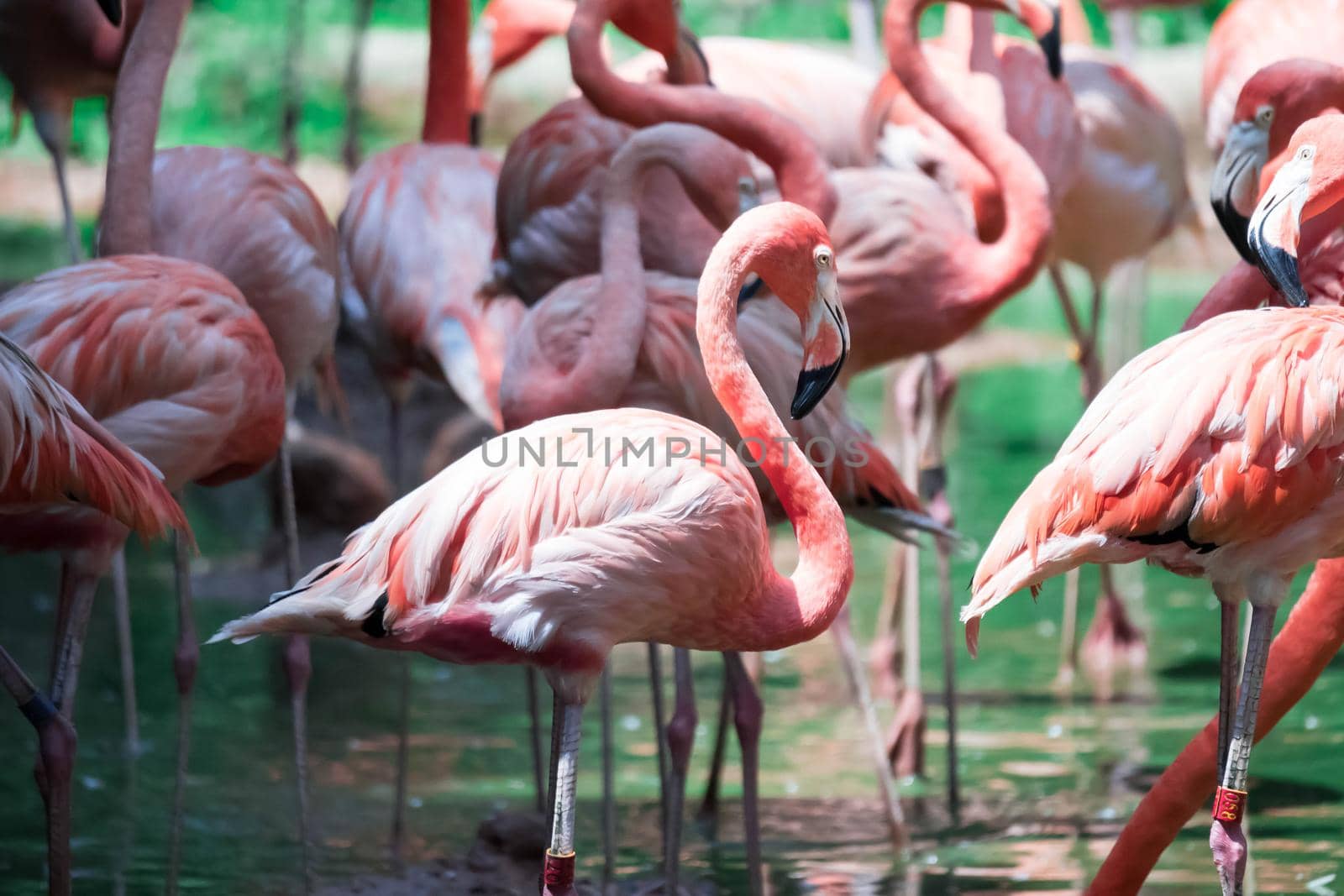 Greater Flamingos,phoenicopterus roseus, standing in the river water