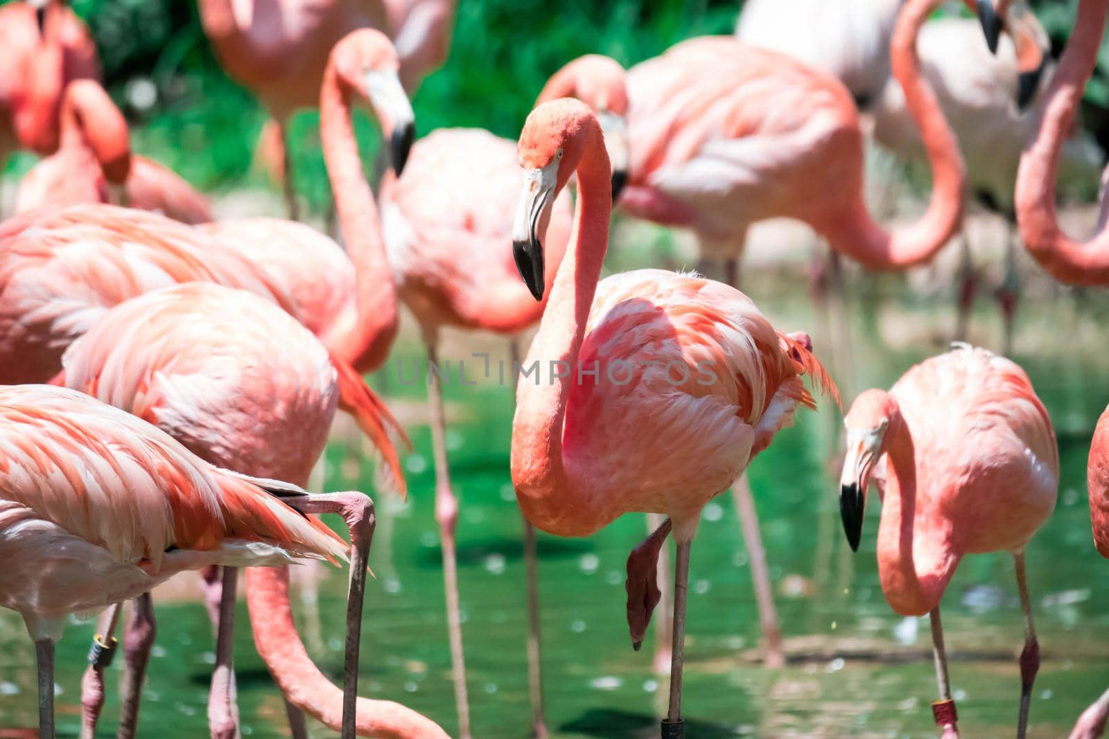 Greater Flamingos,phoenicopterus roseus, standing in the river water