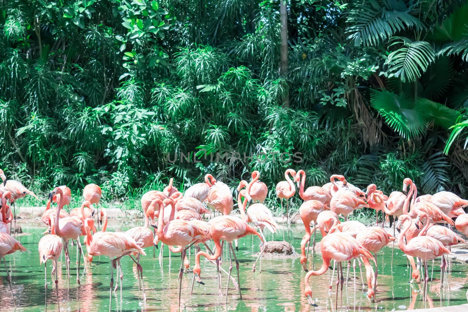 Greater Flamingos,phoenicopterus roseus, standing in the river water