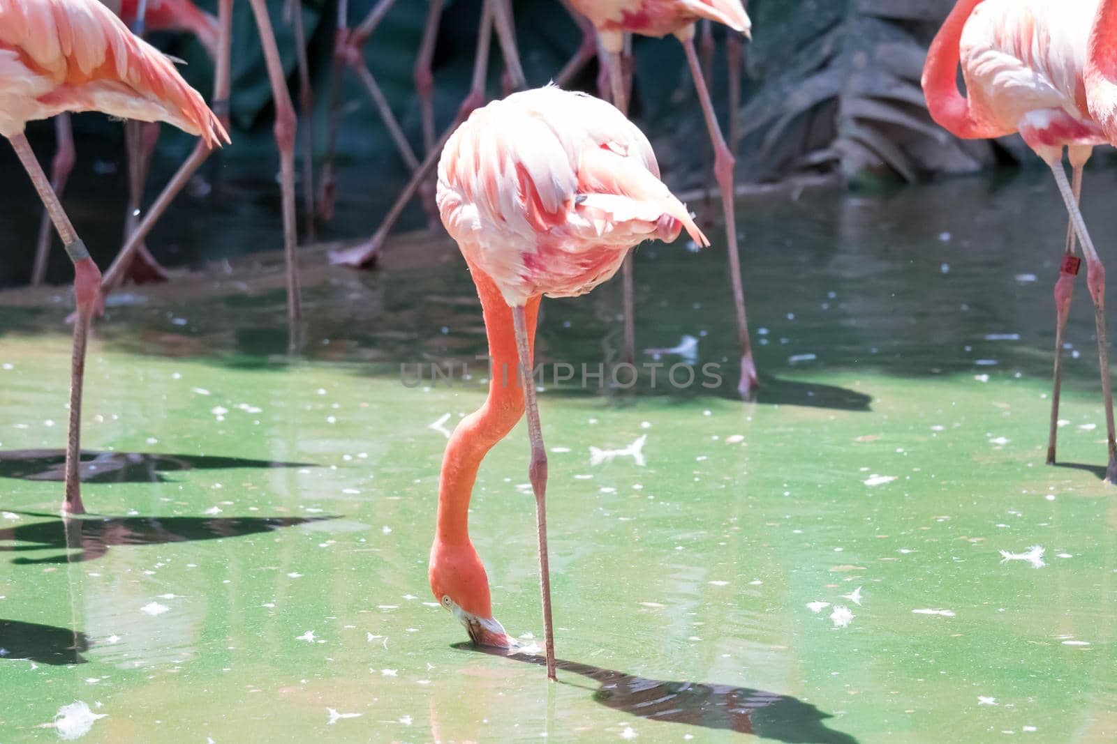 Pink Caribbean flamingo ( Phoenicopterus ruber ruber ) goes on water. Pink flamingo goes on a swamp.