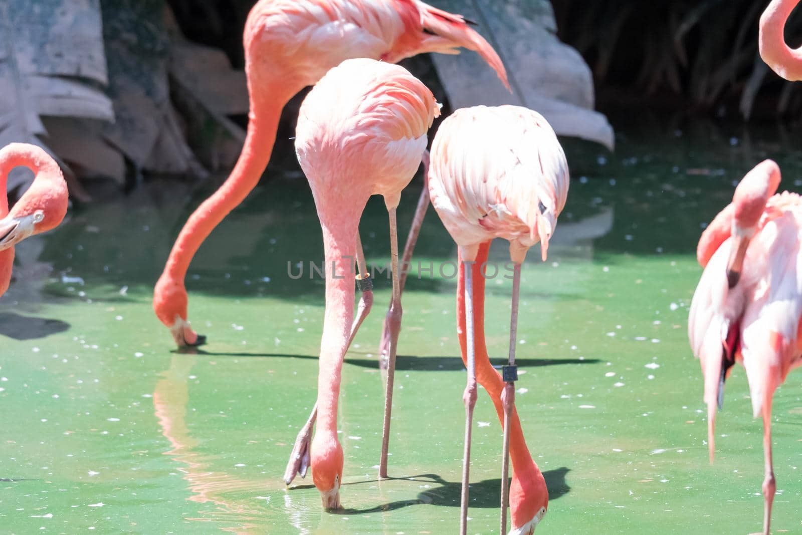 Pink Caribbean flamingo ( Phoenicopterus ruber ruber ) goes on water. Pink flamingo goes on a swamp.