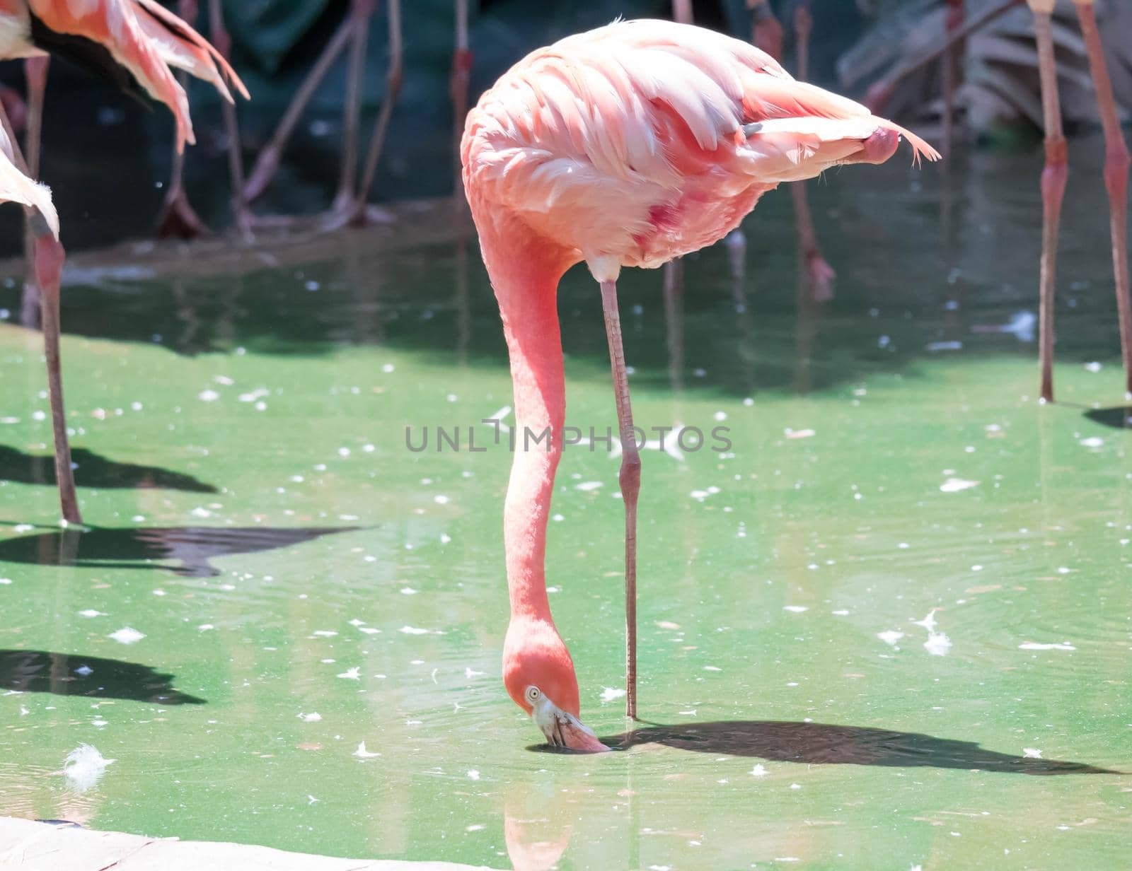 Pink Caribbean flamingo ( Phoenicopterus ruber ruber ) goes on water. Pink flamingo goes on a swamp.
