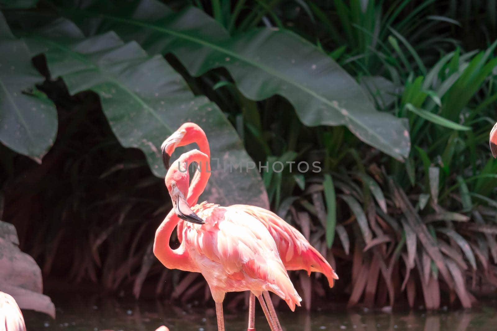 Some Flamingos in the park in Singapore
