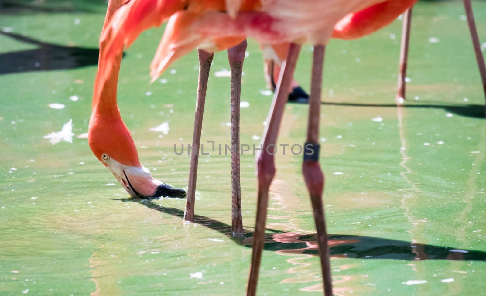 Pink Caribbean flamingo ( Phoenicopterus ruber ruber ) goes on water. Pink flamingo goes on a swamp.