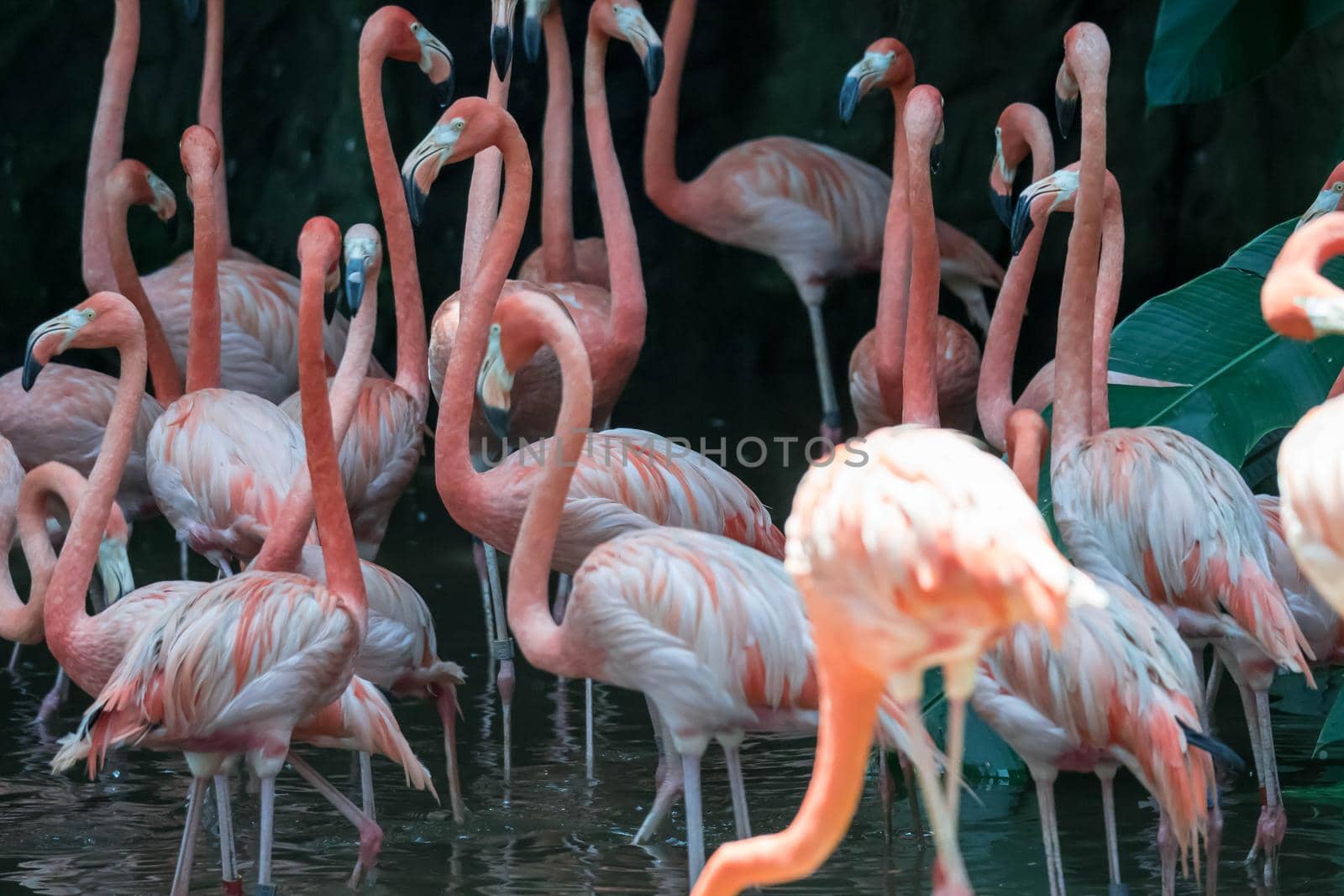 An American Flamingos or Caribbean flamingos ( Phoenicopterus ruber ruber). Colony of Flamingos