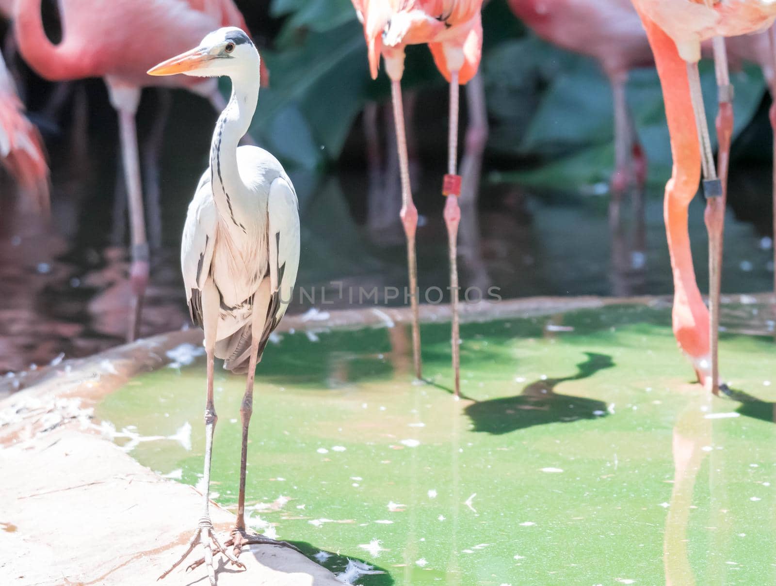 An American Flamingos or Caribbean flamingos ( Phoenicopterus ruber ruber). Colony of Flamingos