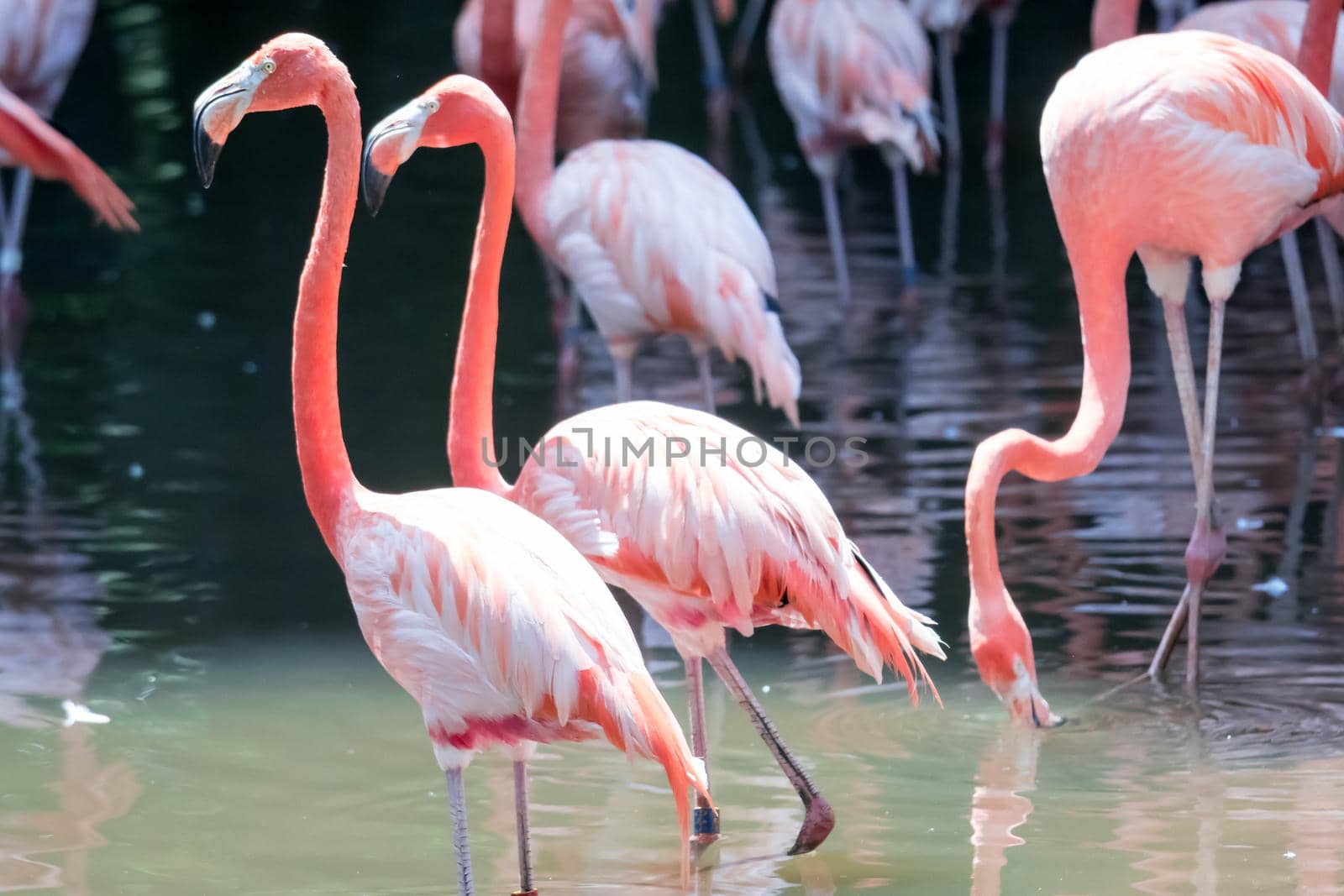 An American Flamingos or Caribbean flamingos ( Phoenicopterus ruber ruber). Colony of Flamingos