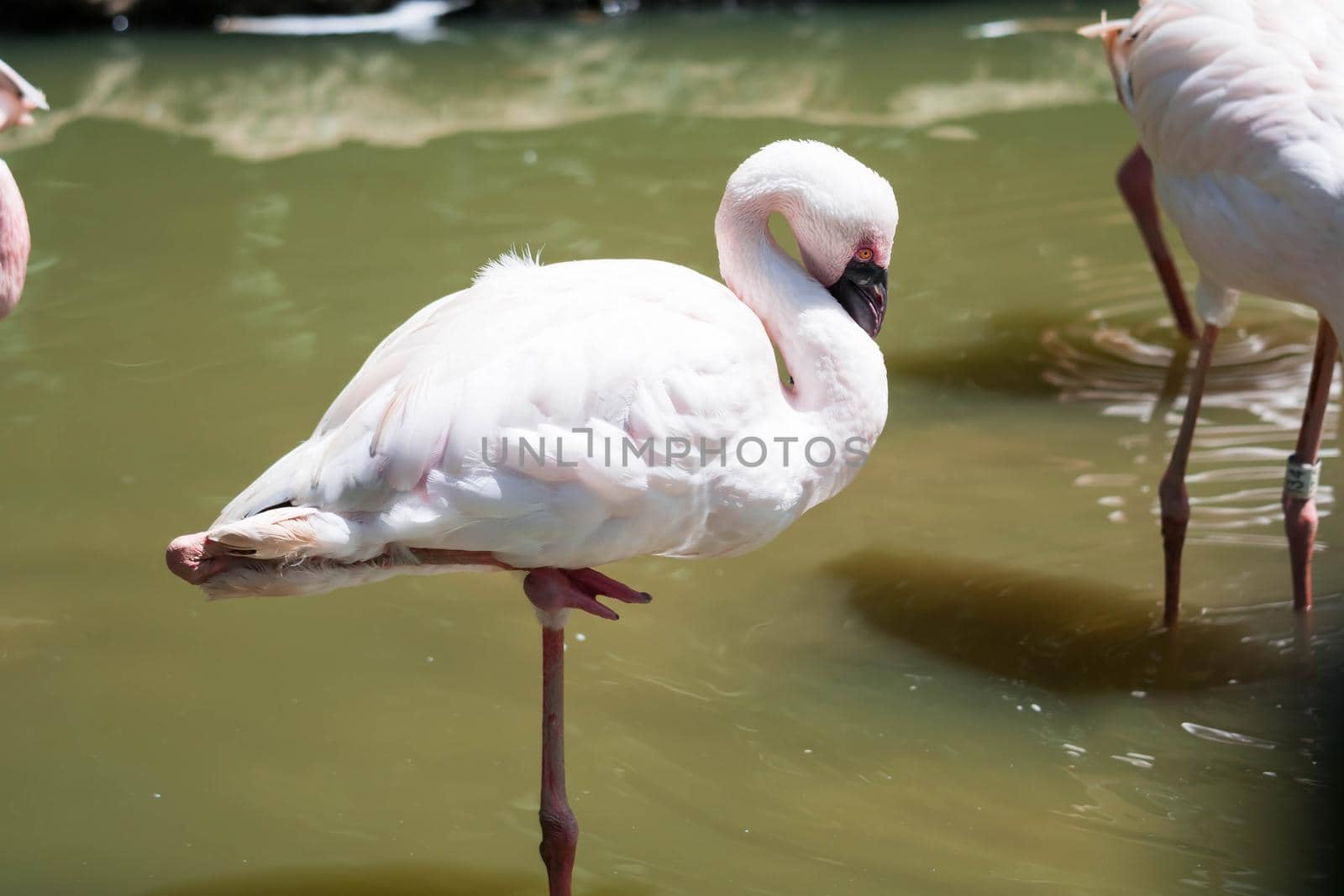 Flock of Greater flamingo,(Phoenicopterus roseus) in a lake