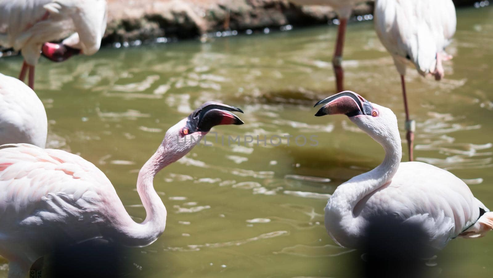 Flock of Greater flamingo,(Phoenicopterus roseus) in a lake