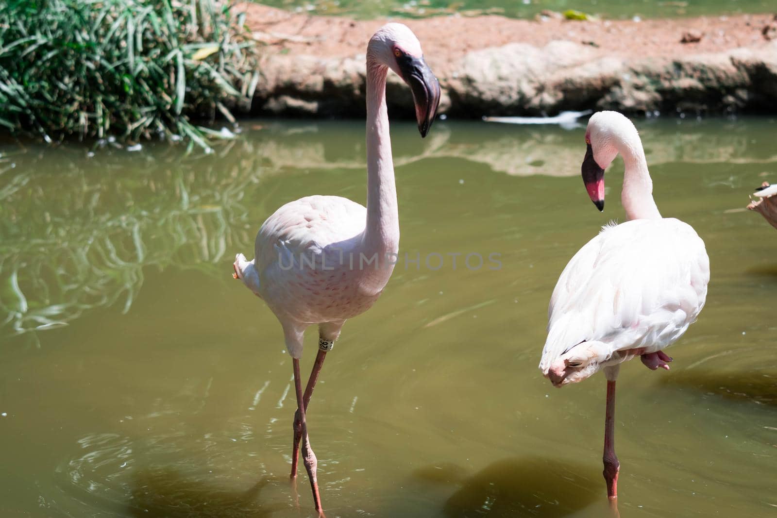 Flock of Greater flamingo,(Phoenicopterus roseus) in a lake