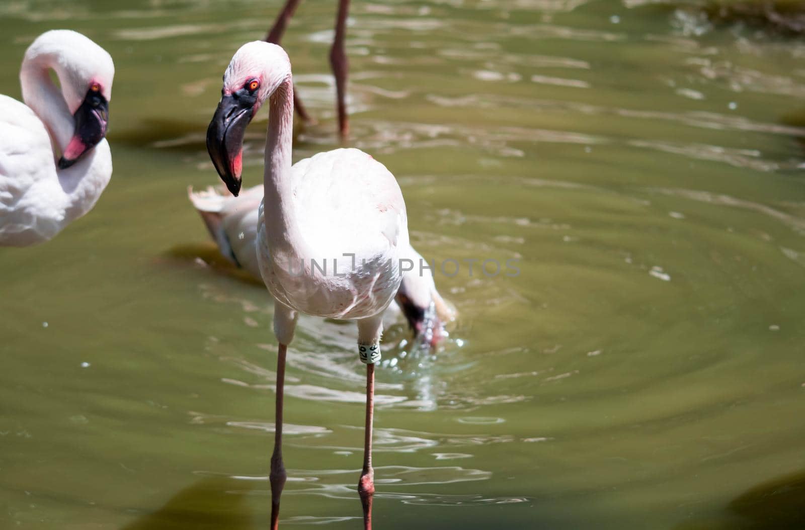 Flock of Greater flamingo,(Phoenicopterus roseus) in a lake