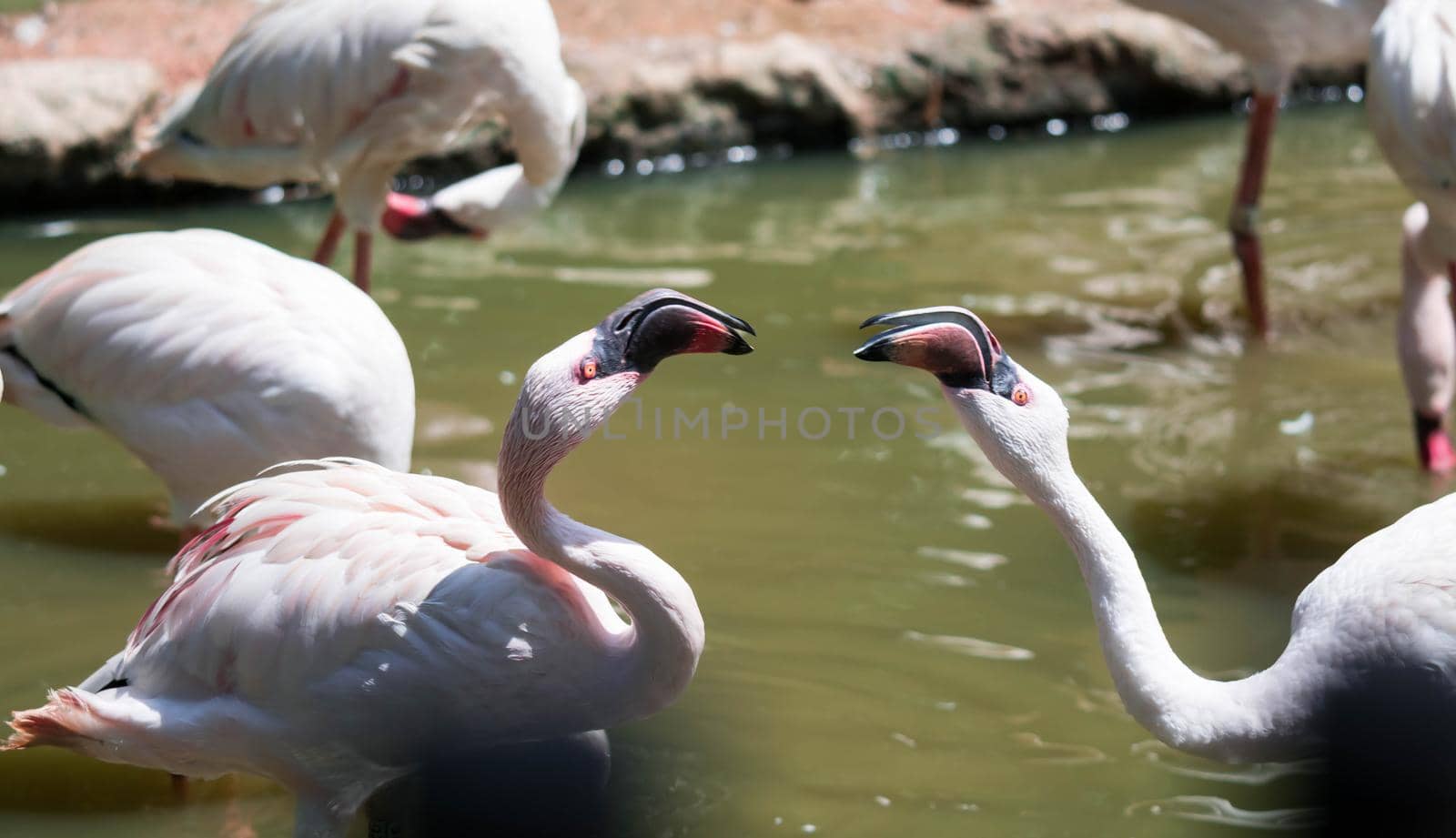 Flock of Greater flamingo,(Phoenicopterus roseus) in a lake