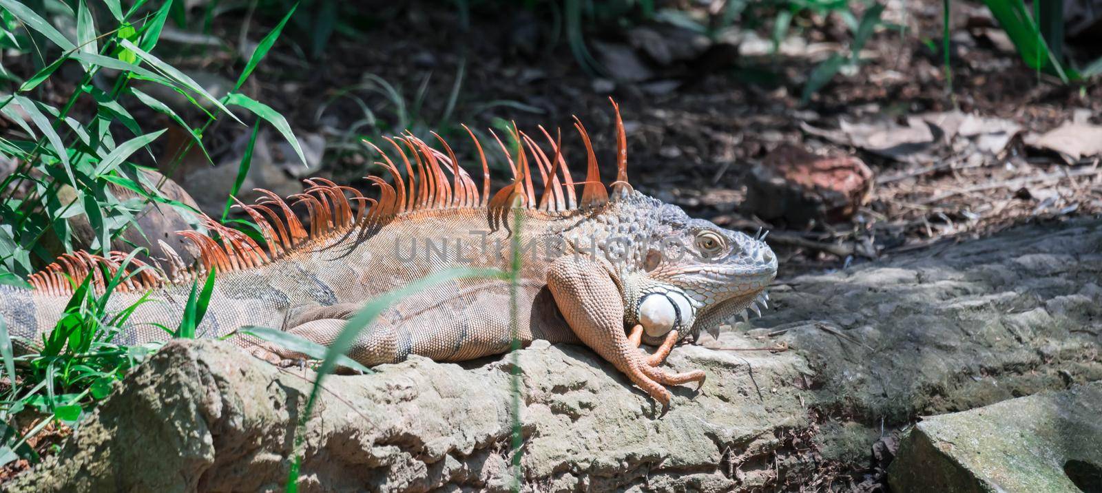 Lizard Iguana, in a zoo where lizards live. Iguana is a genus of herbivorous lizards that are native to tropical areas of Mexico by billroque