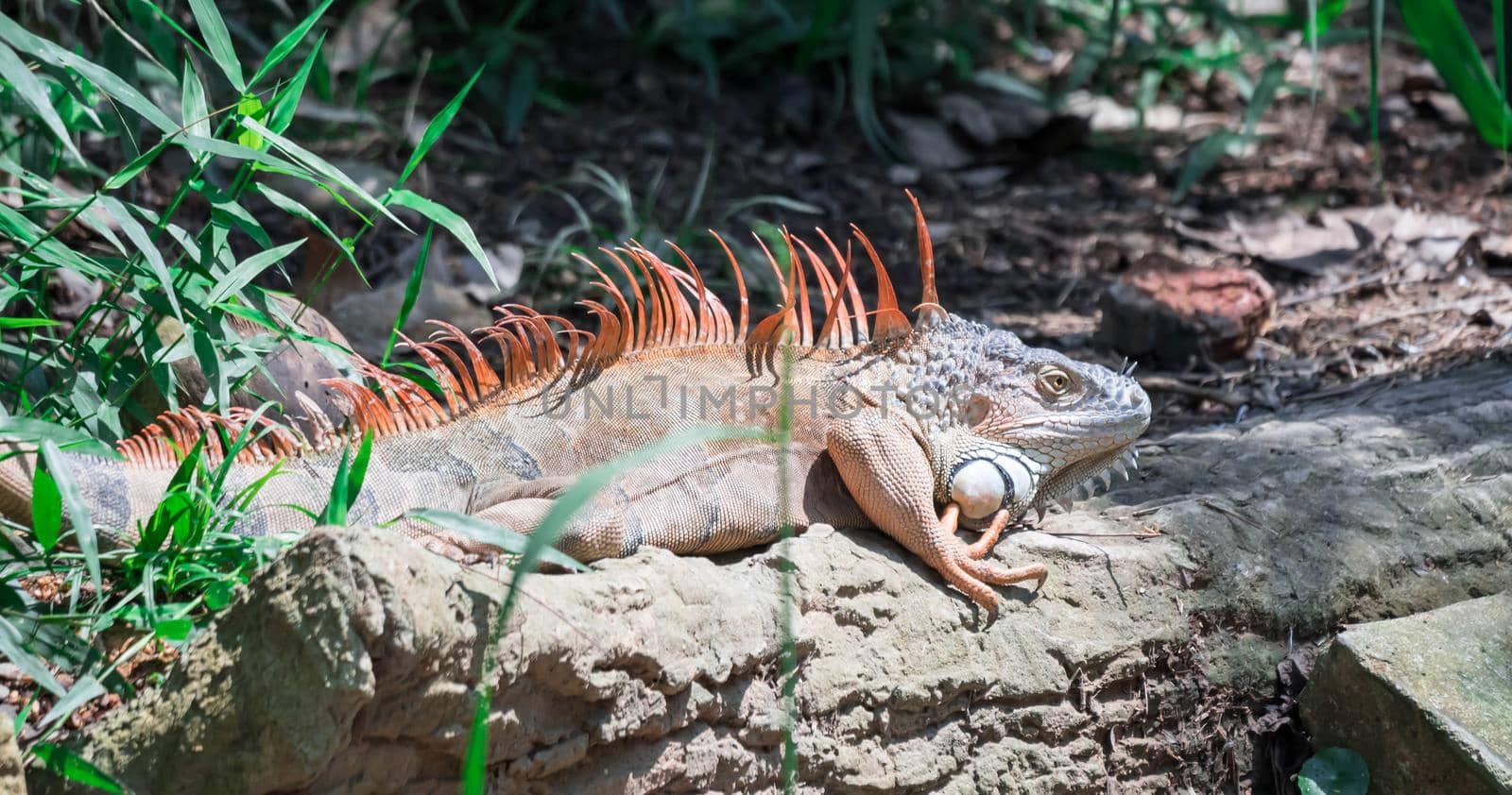 A Lizard Iguana, in a zoo where lizards live. Iguana is a genus of herbivorous lizards that are native to tropical areas of Mexico