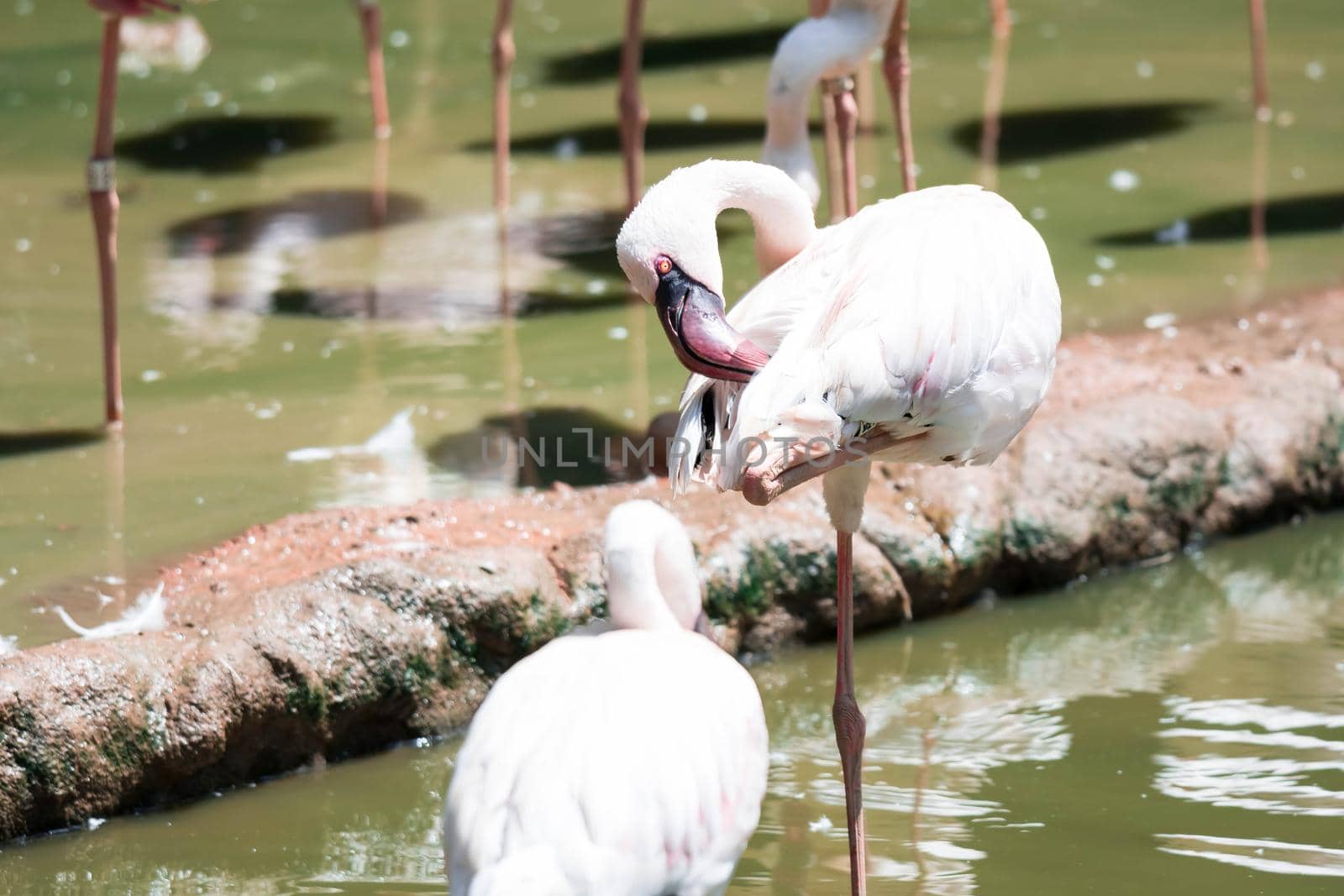 A Greater flamingo,(Phoenicopterus roseus) in a lake