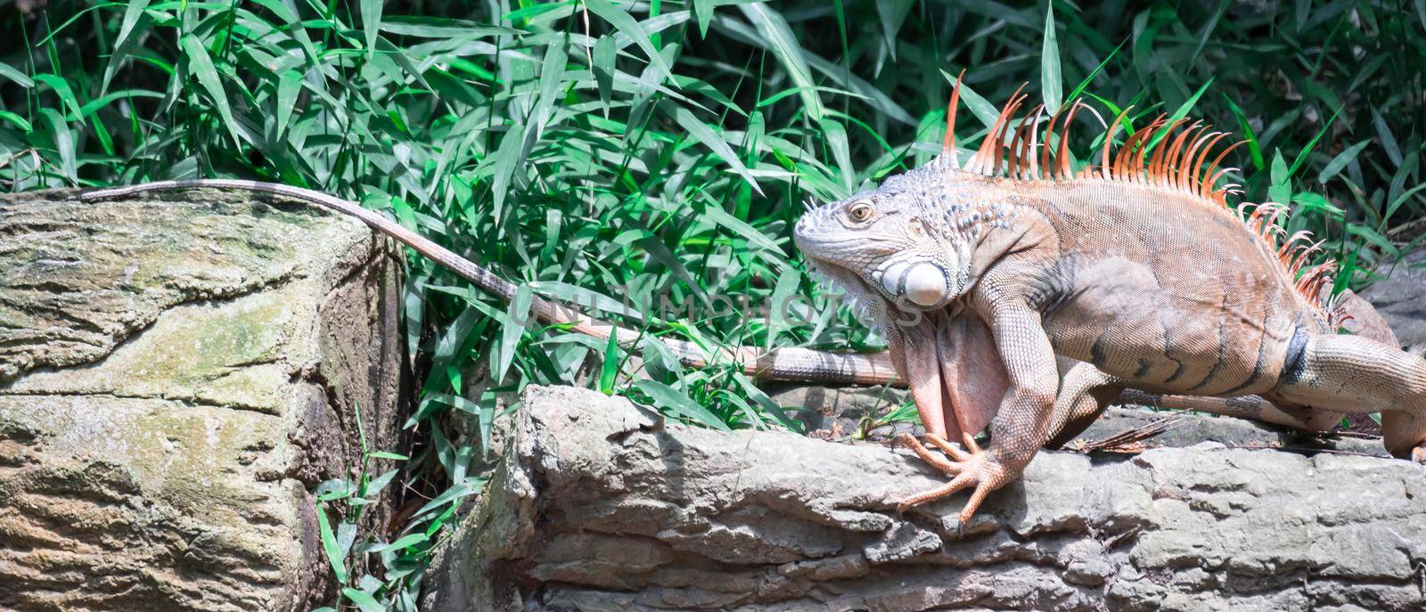 A Lizard Iguana, in a zoo where lizards live. Iguana is a genus of herbivorous lizards that are native to tropical areas of Mexico