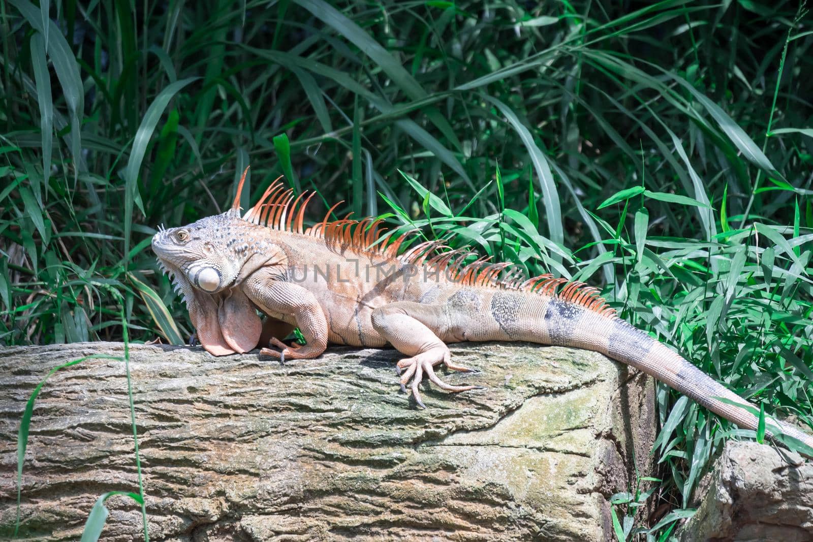 A Lizard Iguana, in a zoo where lizards live. Iguana is a genus of herbivorous lizards that are native to tropical areas of Mexico