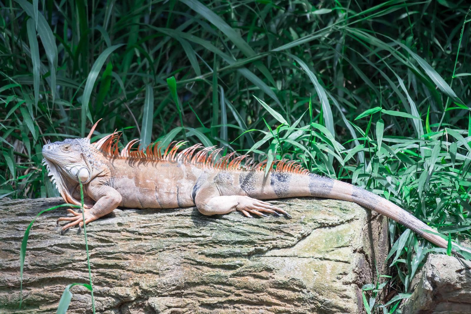 Lizard Iguana, in a zoo where lizards live. Iguana is a genus of herbivorous lizards that are native to tropical areas of Mexico by billroque