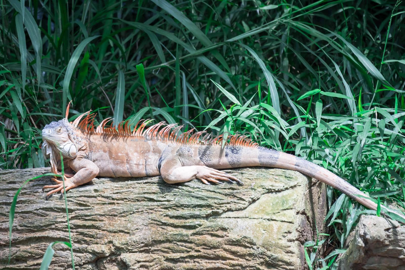 Lizard Iguana, in a zoo where lizards live. Iguana is a genus of herbivorous lizards that are native to tropical areas of Mexico by billroque