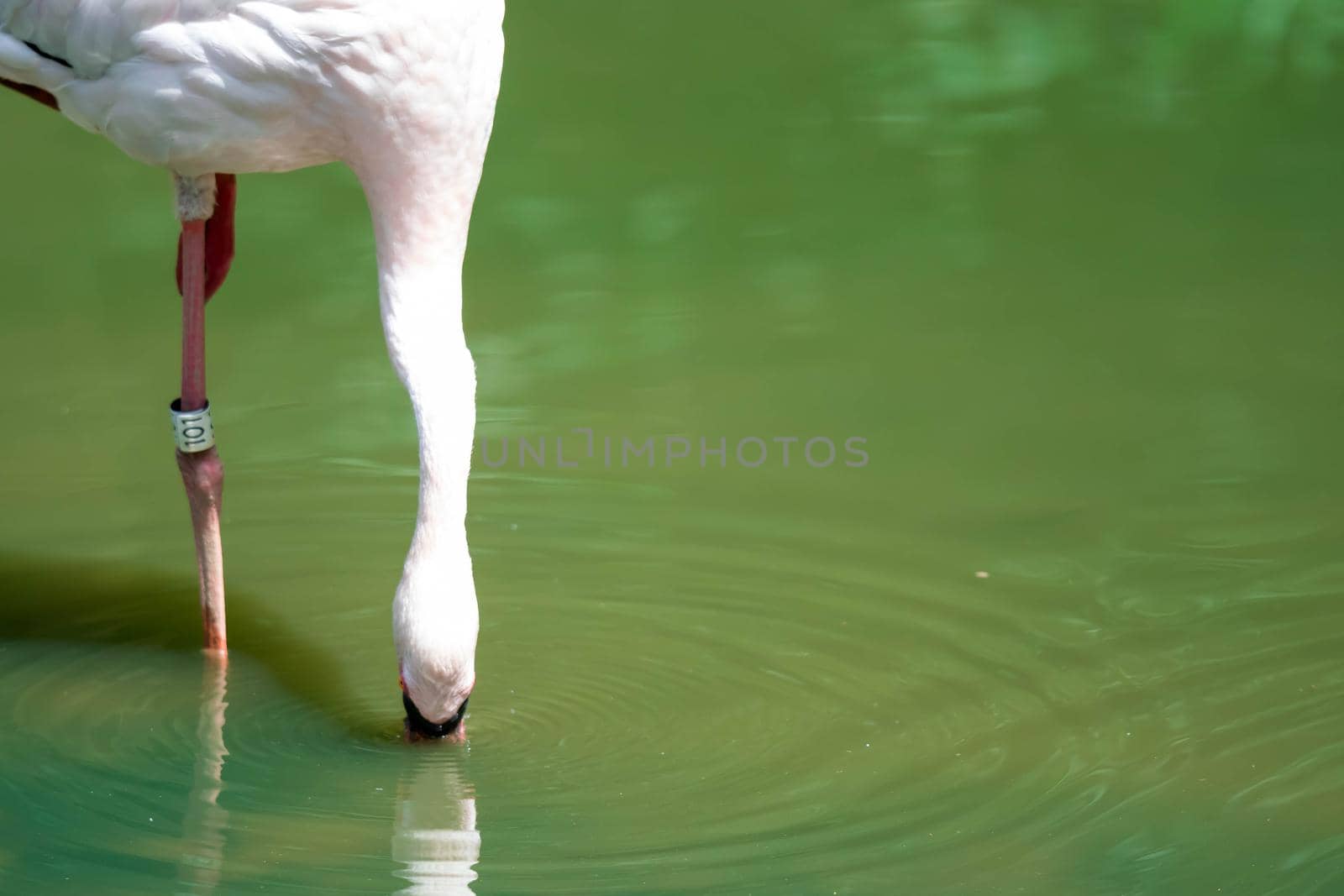 Greater flamingo,(Phoenicopterus roseus) in a lakes