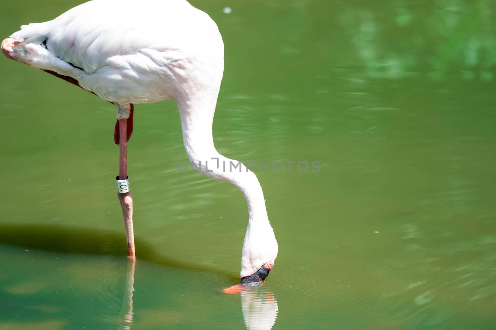 Greater flamingo,(Phoenicopterus roseus) in a lakes