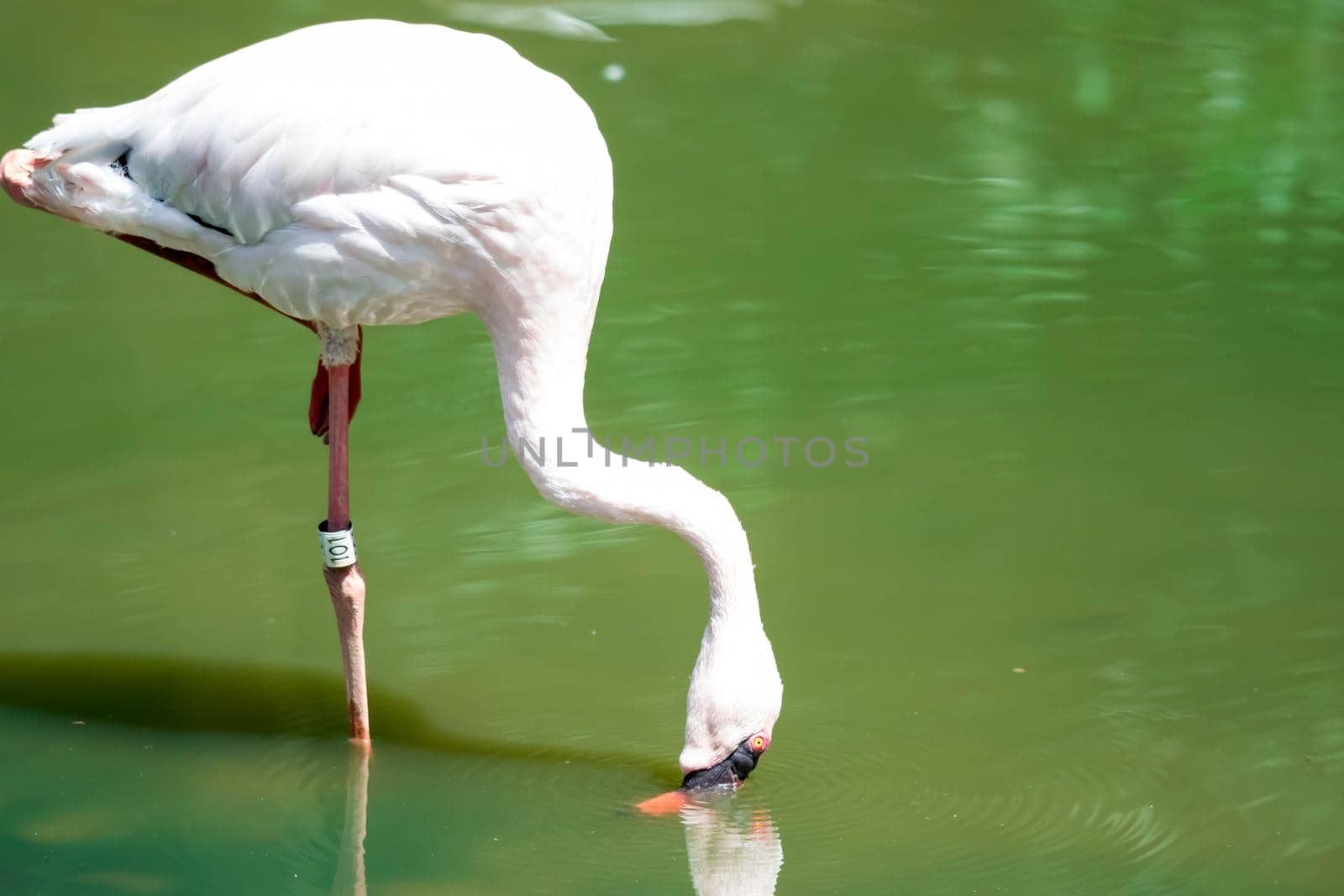 Greater flamingo,(Phoenicopterus roseus) in a lakes