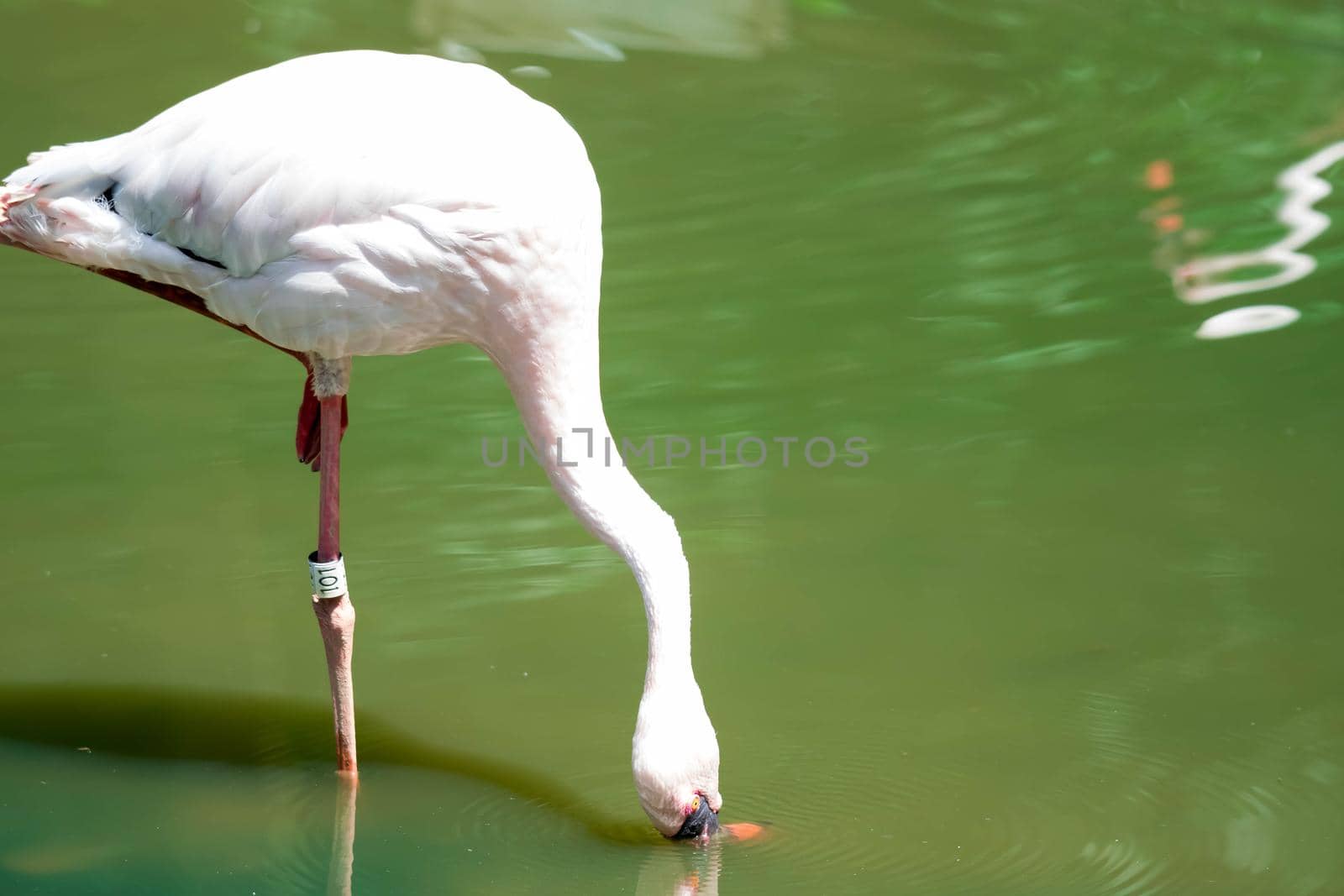 Greater flamingo,(Phoenicopterus roseus) in a lake by billroque