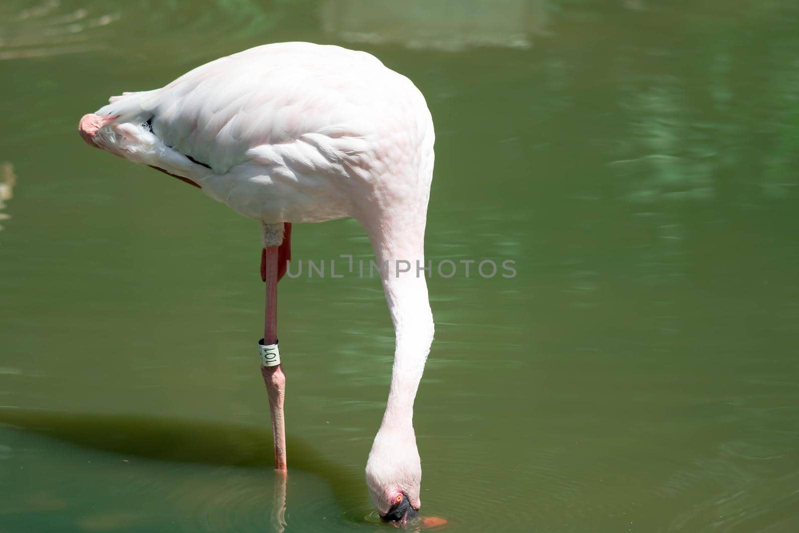 Greater flamingo,(Phoenicopterus roseus) in a lake by billroque