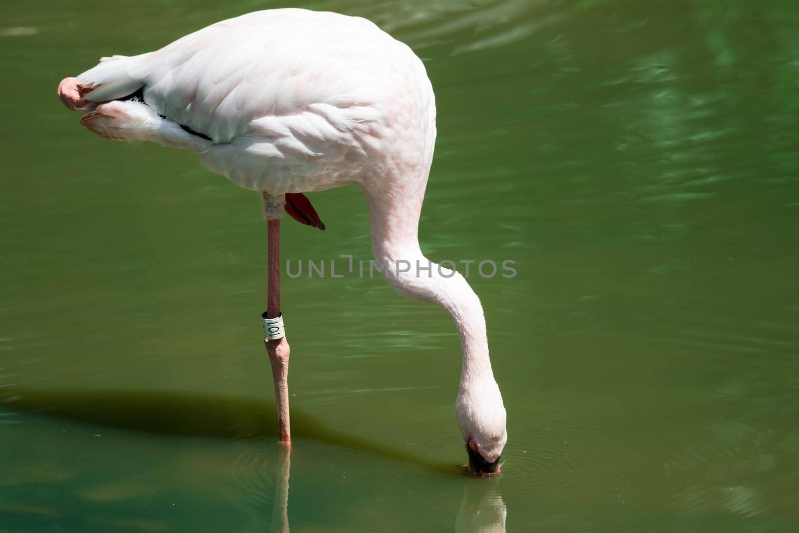 Greater flamingo,(Phoenicopterus roseus) in a lakes