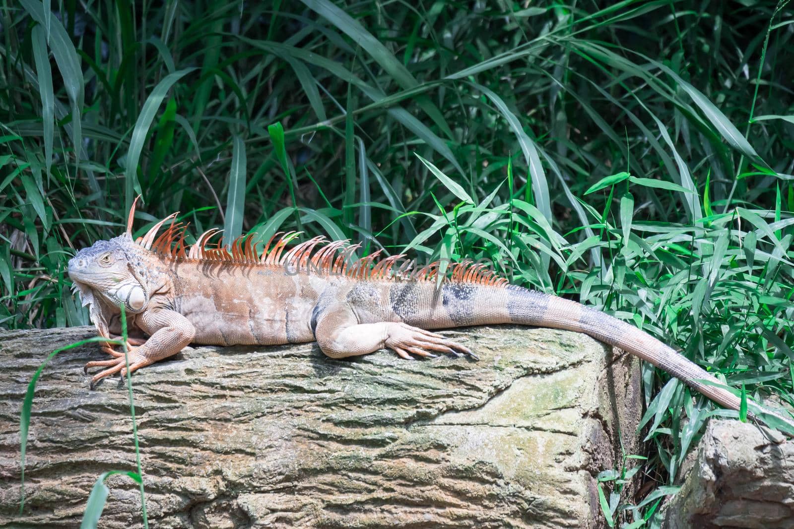 A Lizard Iguana, in a zoo where lizards live. Iguana is a genus of herbivorous lizards that are native to tropical areas of Mexico