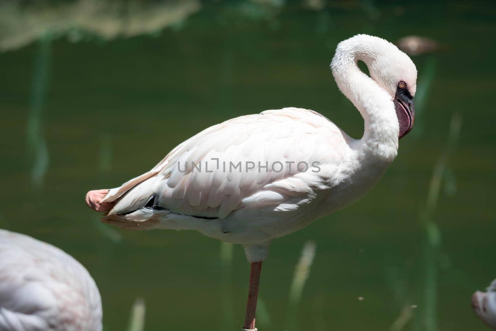Greater flamingo,(Phoenicopterus roseus) in a lake by billroque