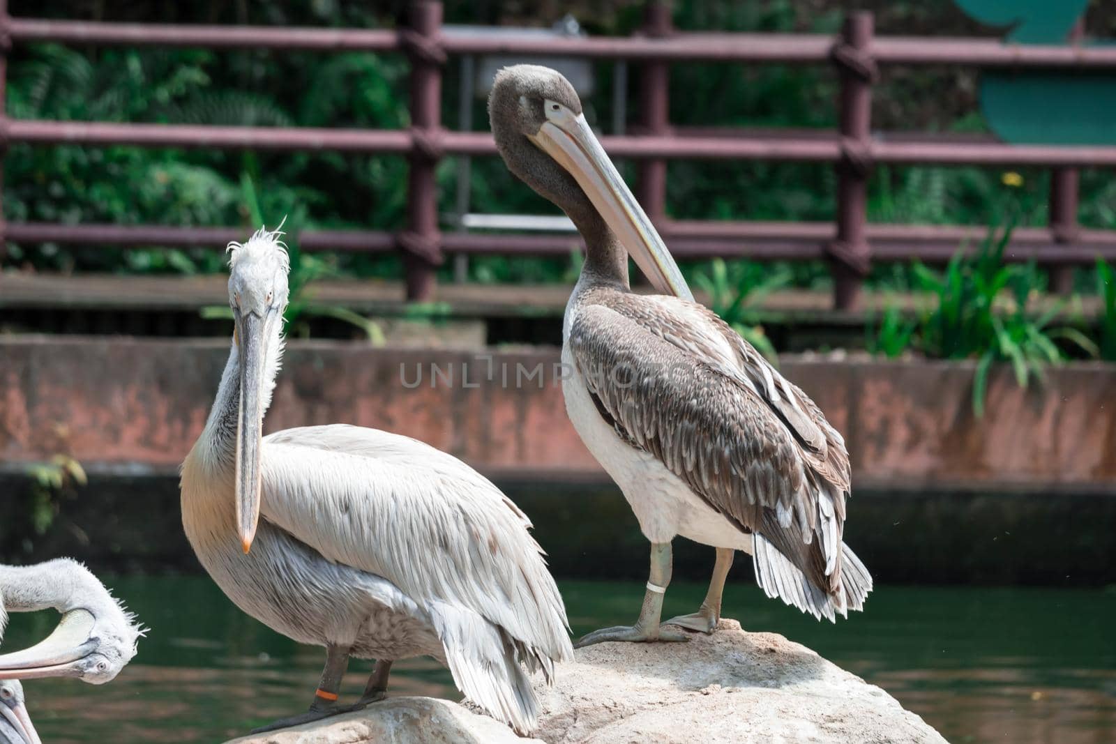 Great white pelican (Pelecanus onocrotalus) aka the eastern white pelican, rosy pelican or white pelican