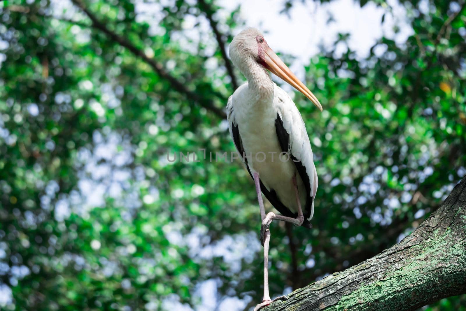 Yellow-billed Stork staring from a tree branch standing on one leg