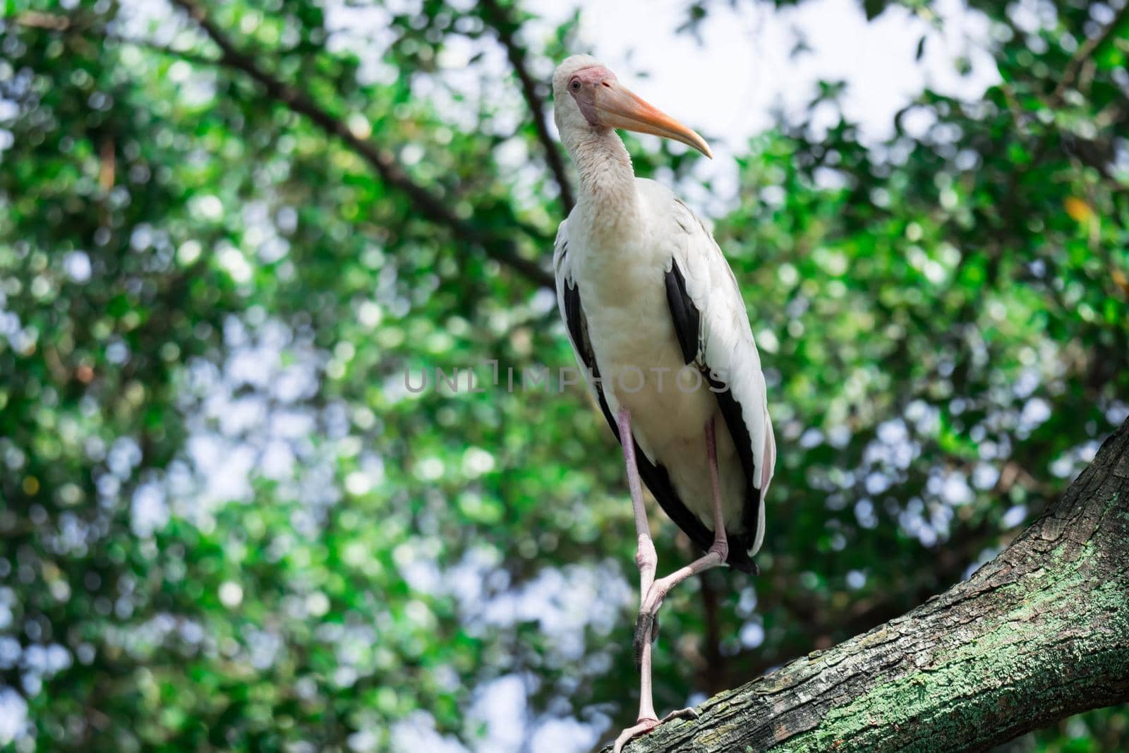 Yellow-billed Stork staring from a tree branch standing on one leg