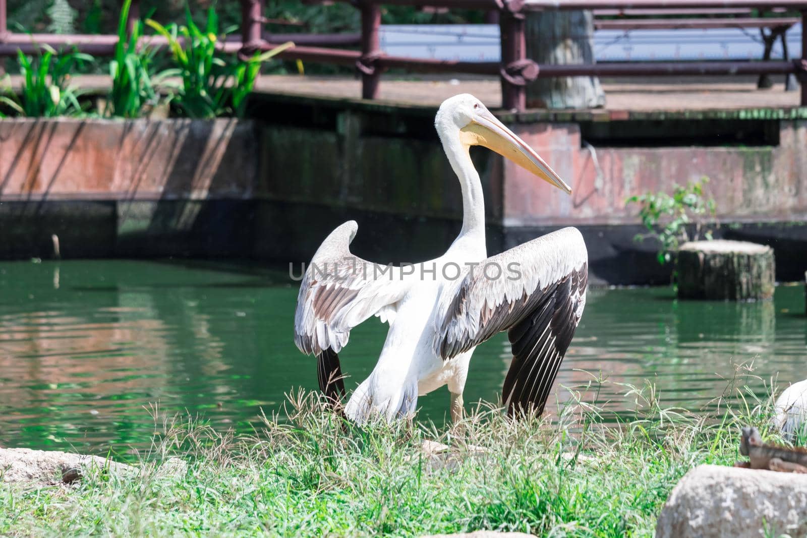 The great white pelican (Pelecanus onocrotalus) aka the eastern white pelican, rosy pelican or white pelican by billroque