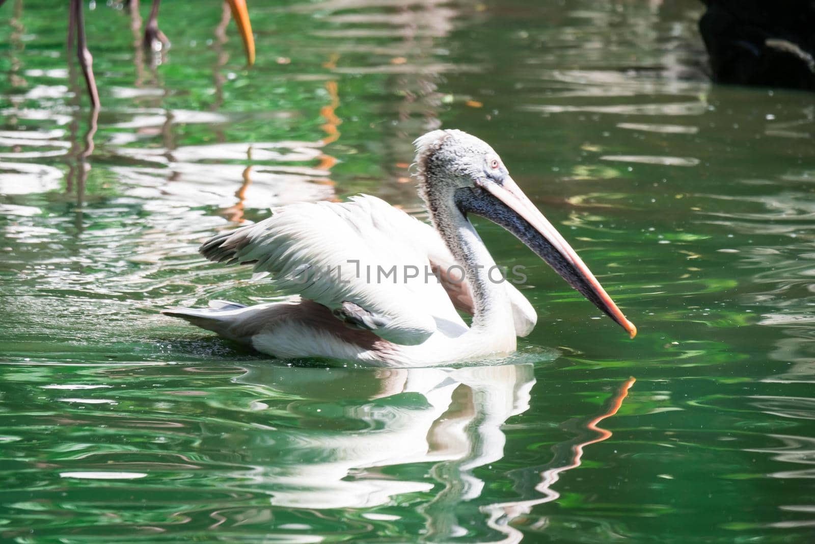 Great white pelican (Pelecanus onocrotalus) aka the eastern white pelican, rosy pelican or white pelican